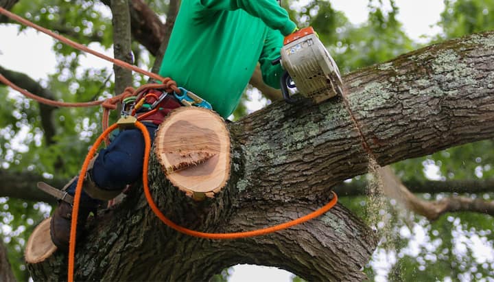 Shed your worries away with best tree removal in New Orleans