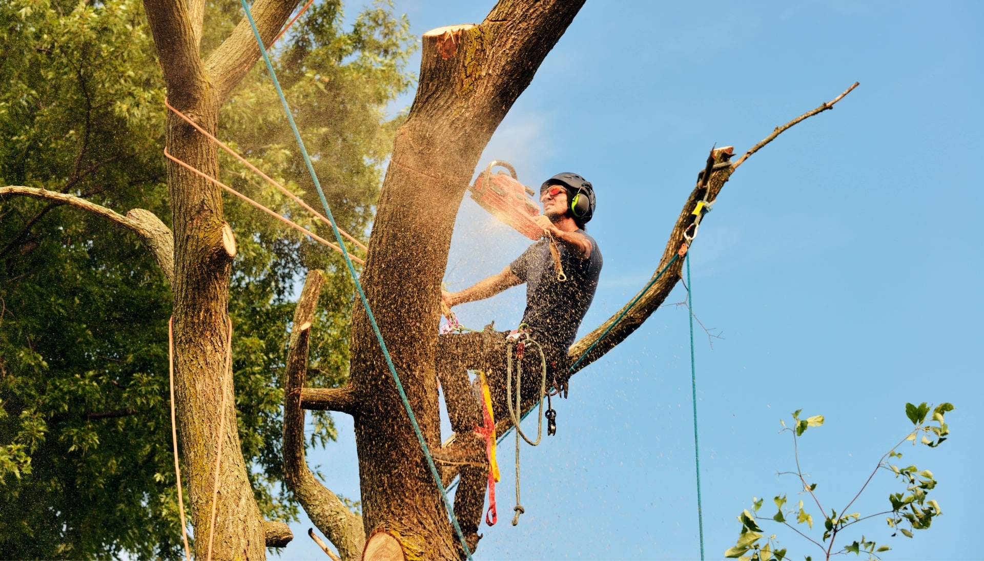 Get rid of tree problems with the expert tree removal contractors in New Orleans
