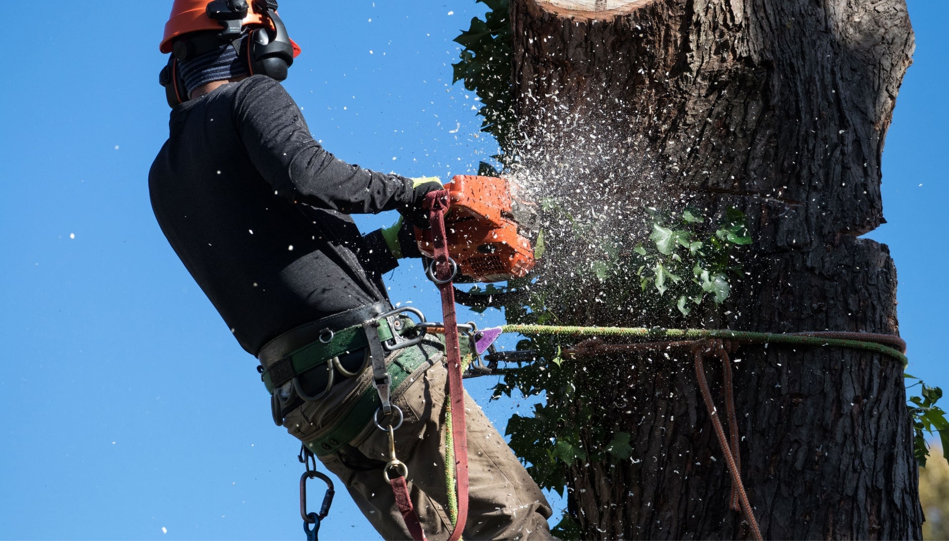 Professional Tree removal solutions in New Orleans