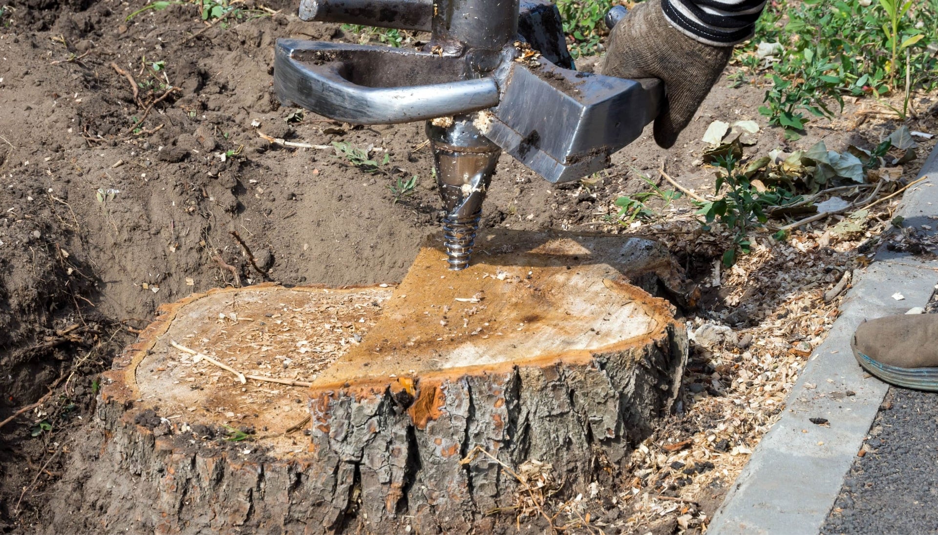 New Orleans Tree stump removal
